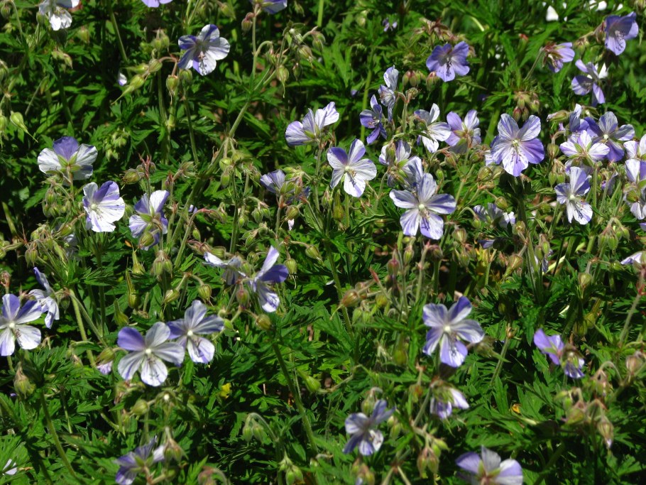 Герань Луговая Splish Splash