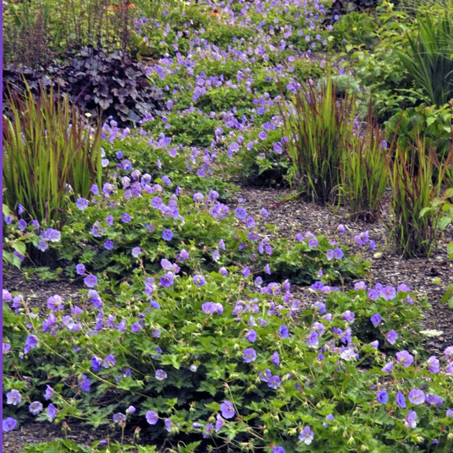 Герань гибридная Розанна