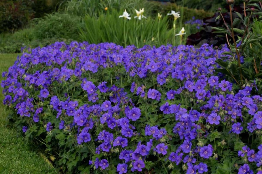 Герань Садовая