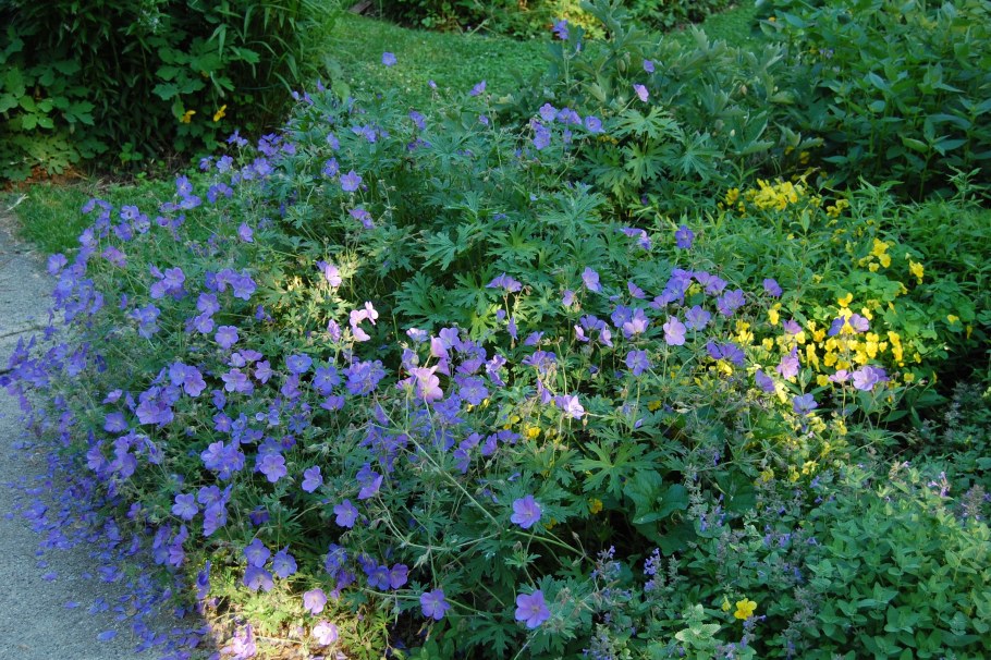 Герань Садовая Джонсон Блу