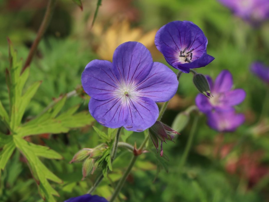 Герань гибридная Бруксайд