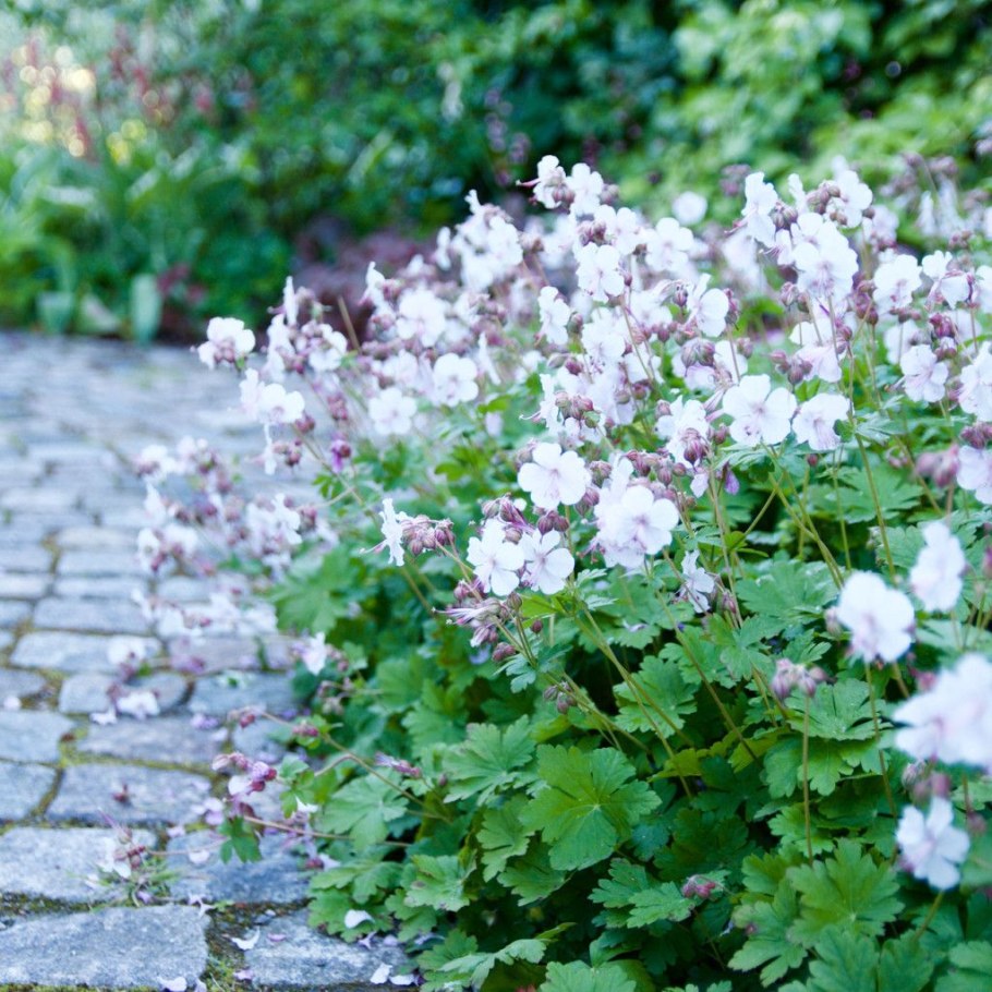 Герань Кембриджская Байково