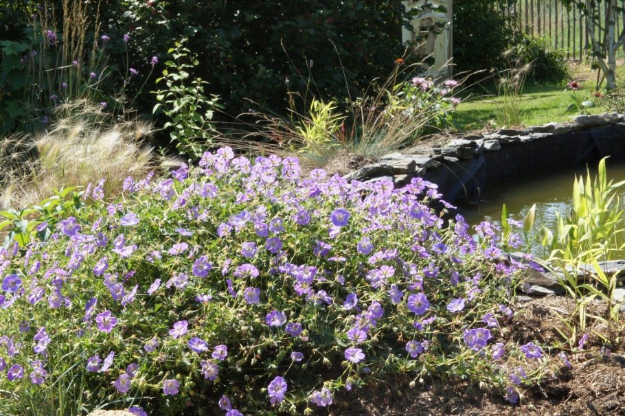 Герань Geranium 'Azure Rush'