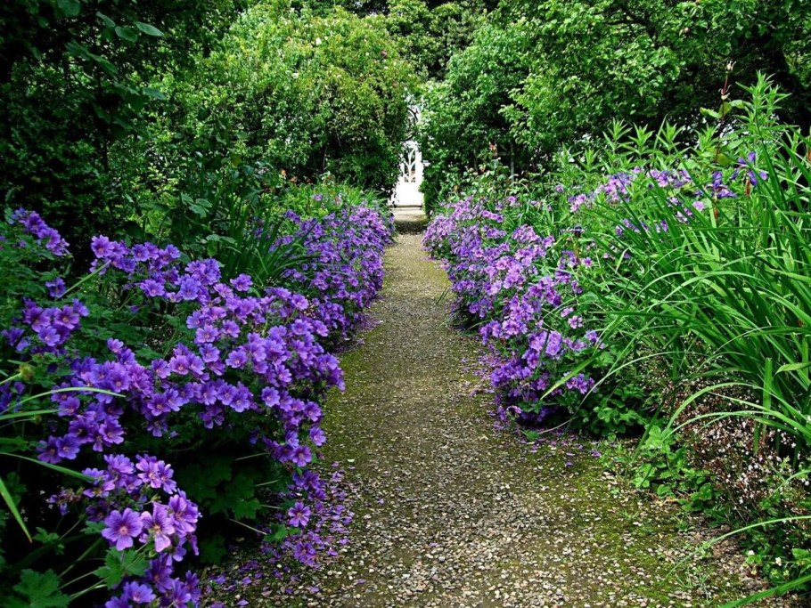 Герань сорт Розанна