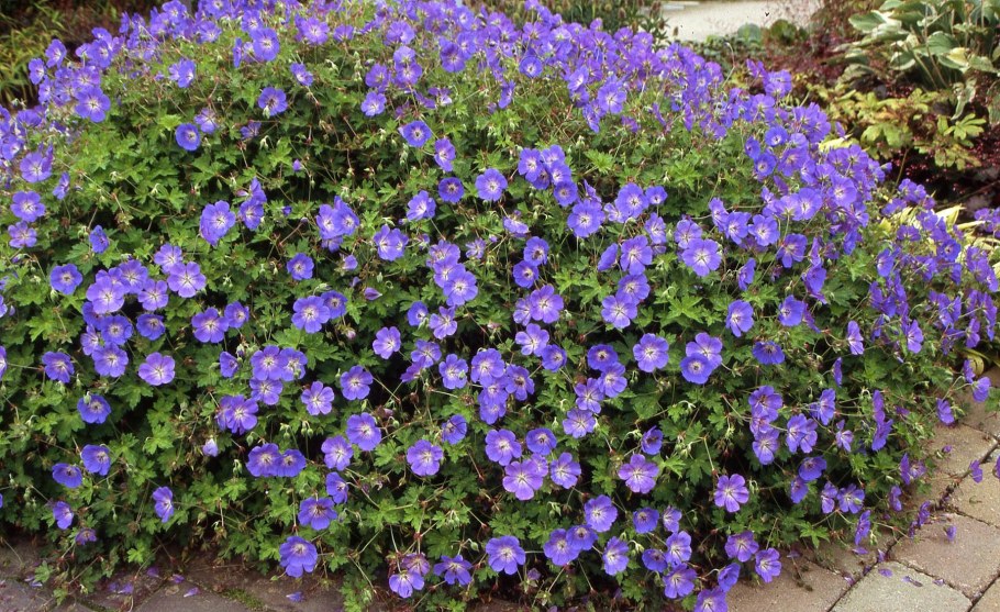 Гераниум Розанна