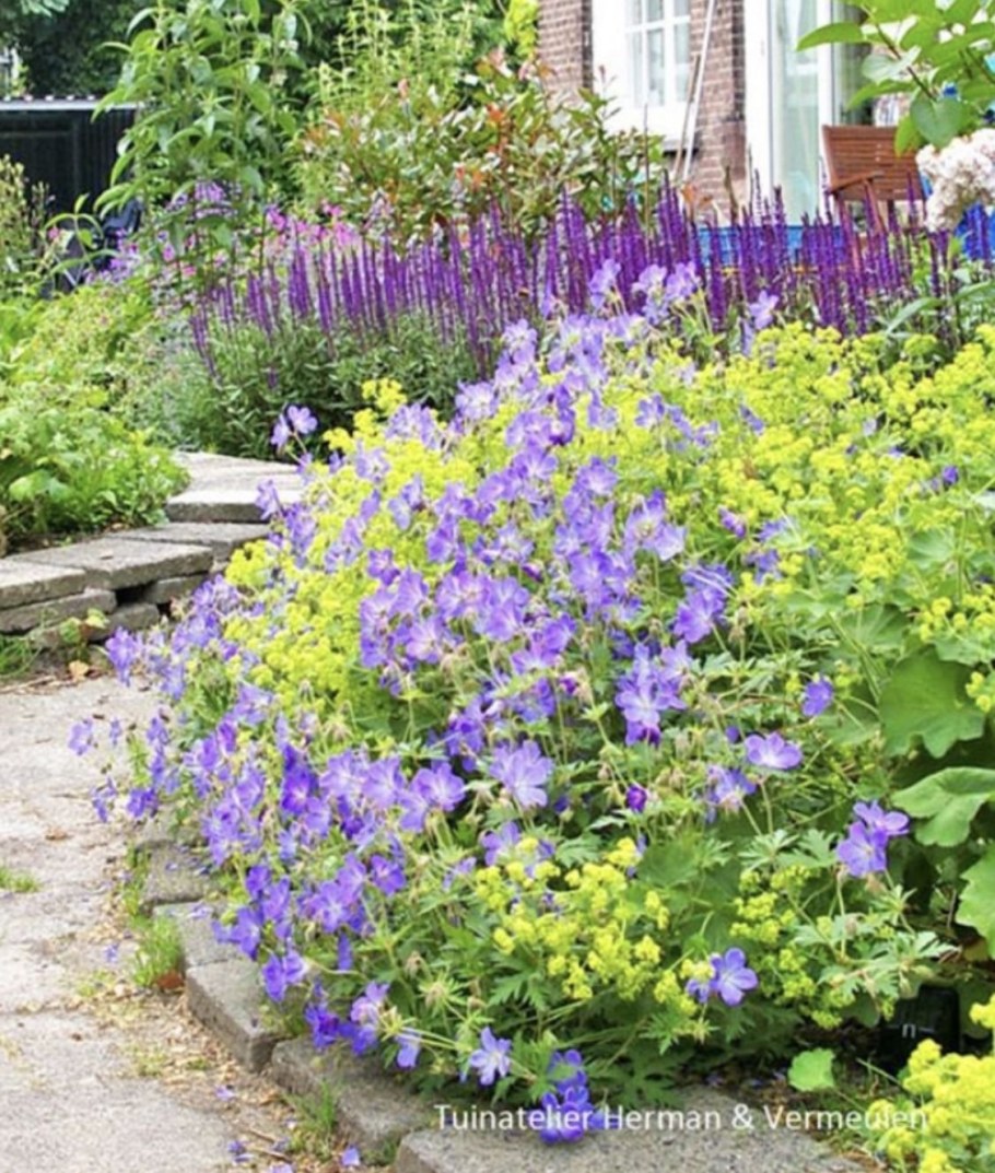 Котовник Фассена на клумбе