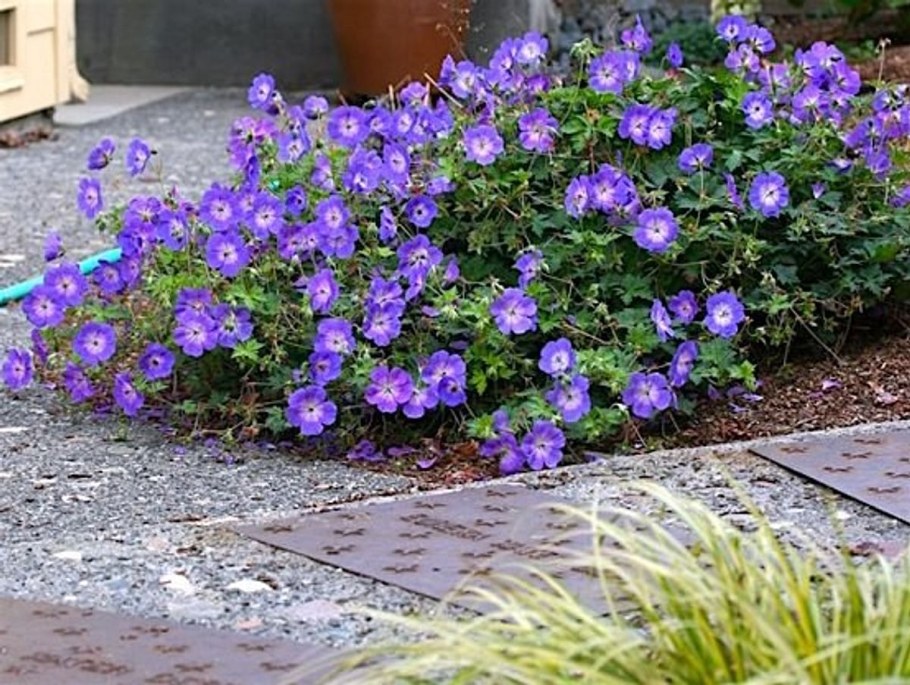 Герань Садовая Rozanne