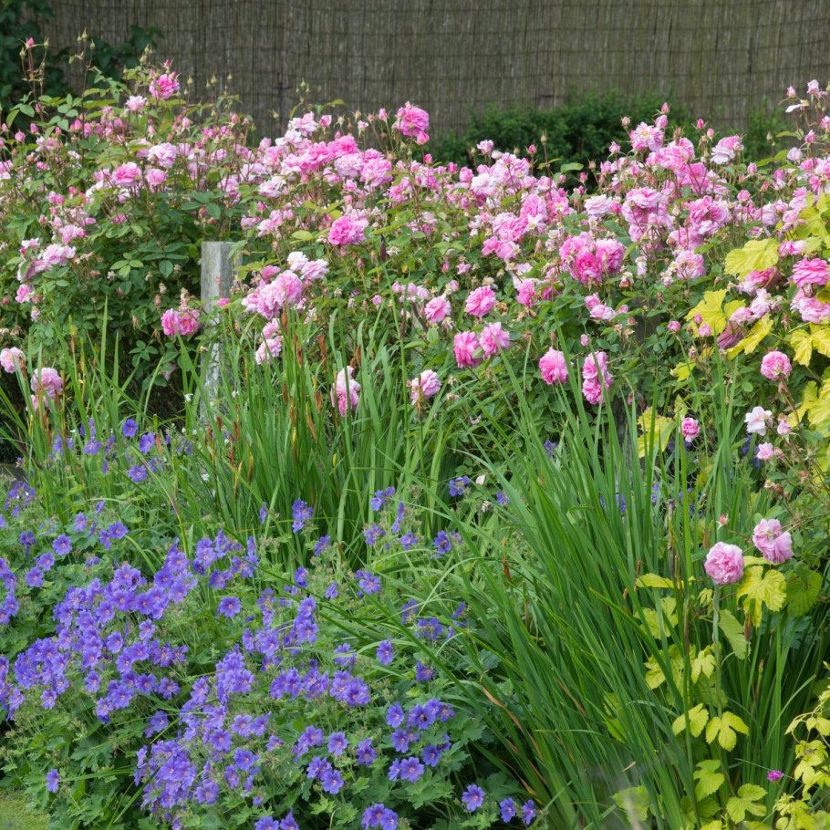 Пионы лилейники ирисы миксбордер