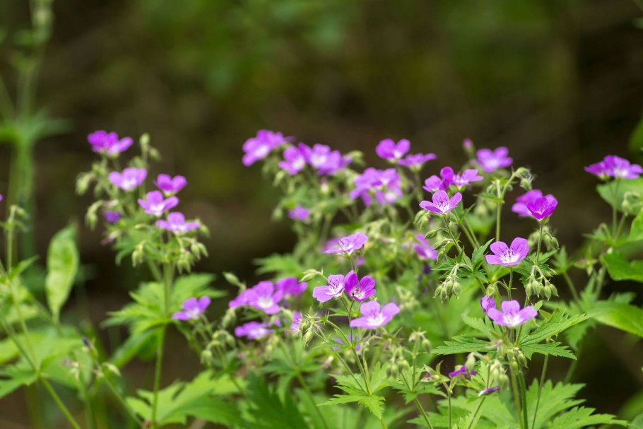 Герань Луговая Summer Skies