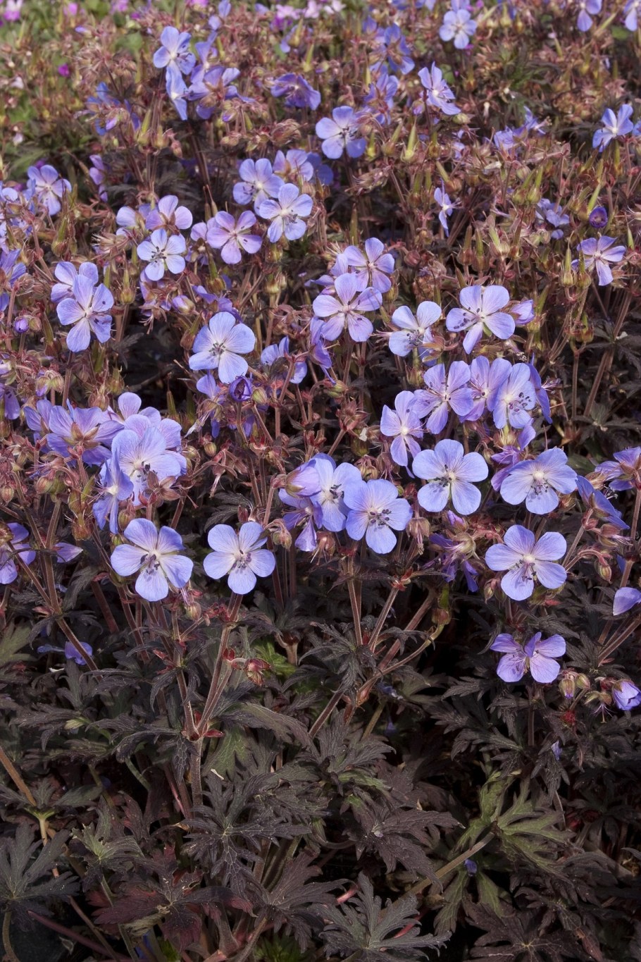 Герань Луговая Блэк Бьюти