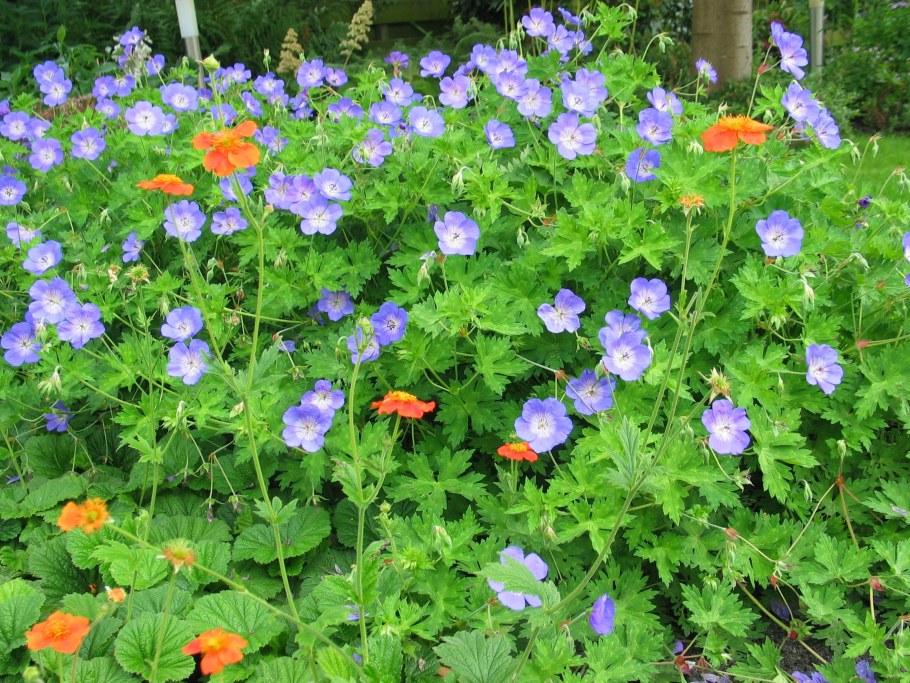 Герань гибридная Rosanna