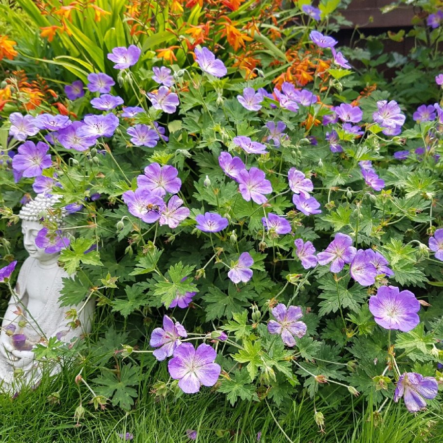 Герань гибридная Розанна