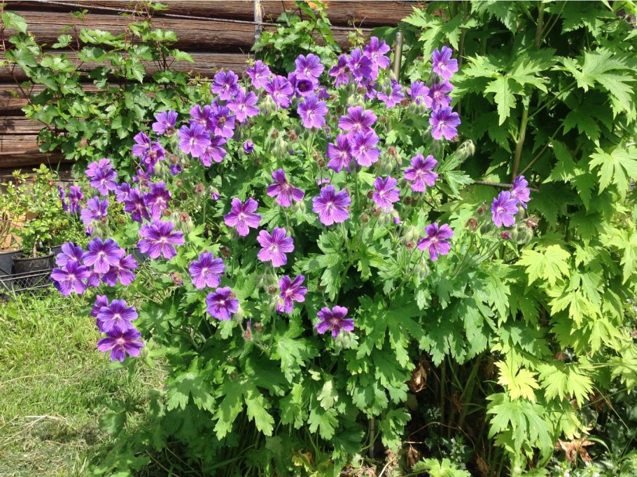 Герань Садовая Роузмор