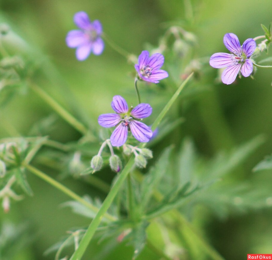 Герань Лесная Альба