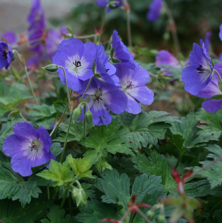 Герань гималайская Кая