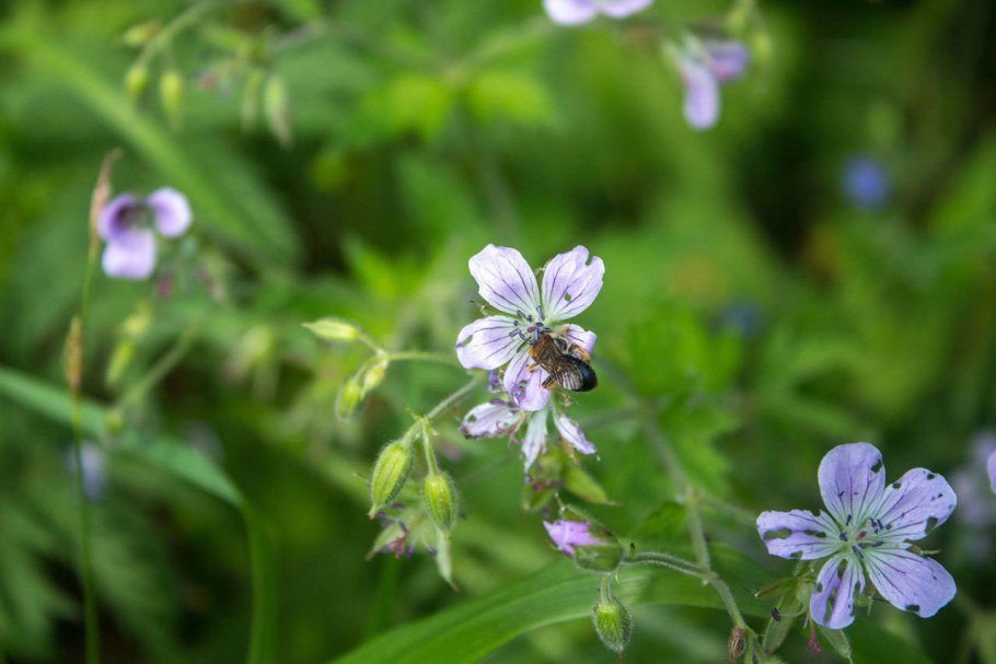 Герань Луговая Alba