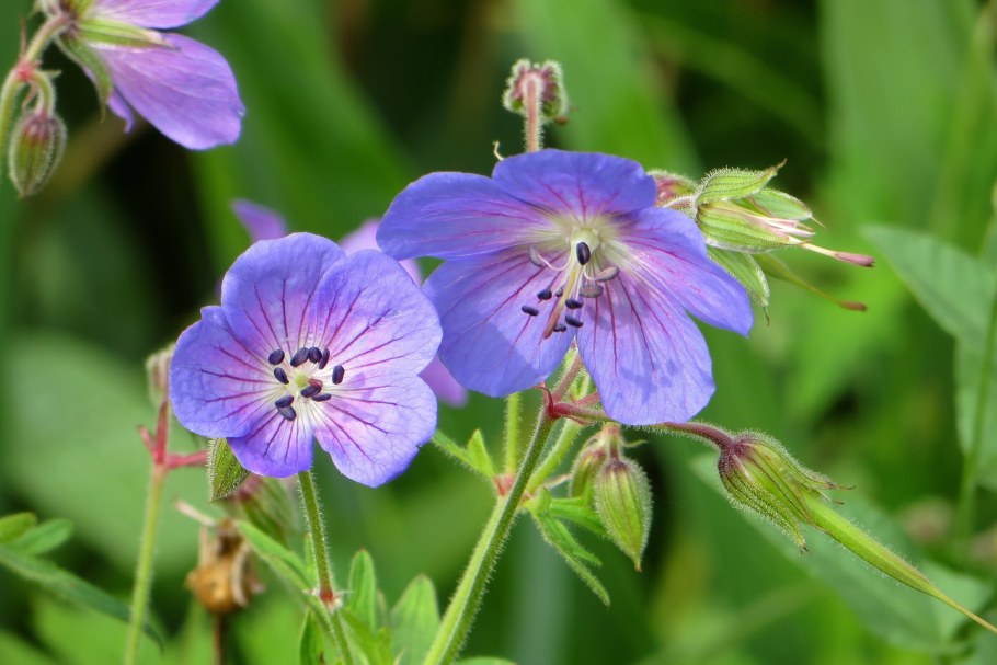 Герань Луговая