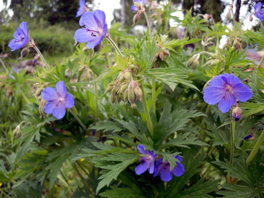 Герань Садовая Лесная