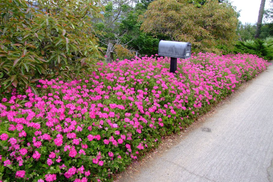 Герань крупнокорневищная