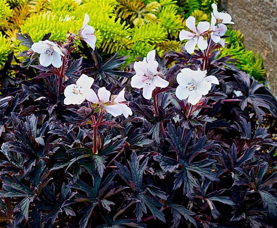 Герань Midnight Ghost