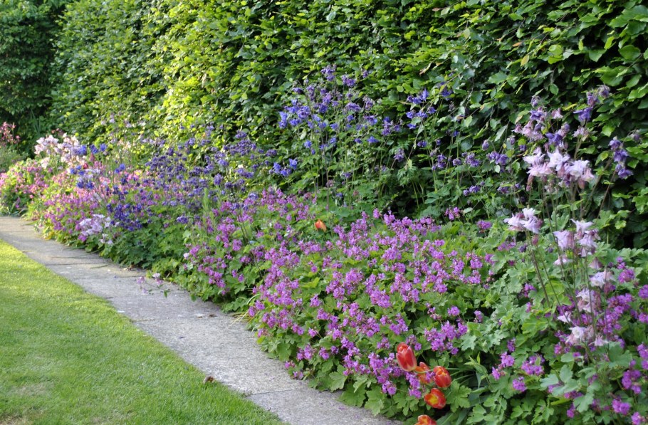 Герань Розанна и манжетка