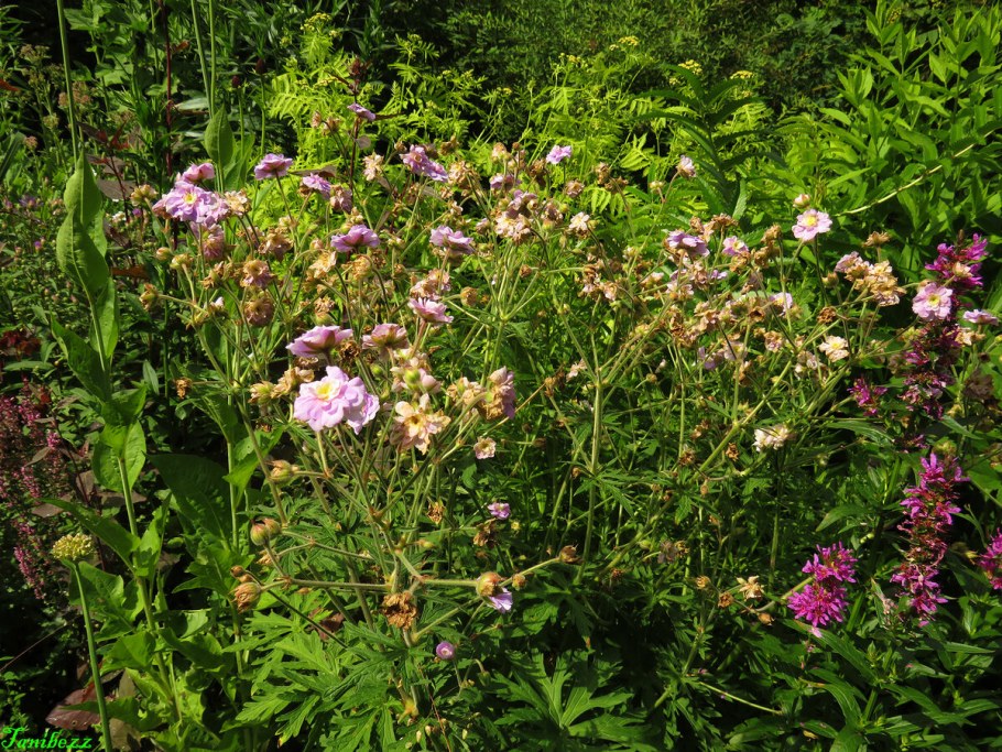 Полевая герань информация