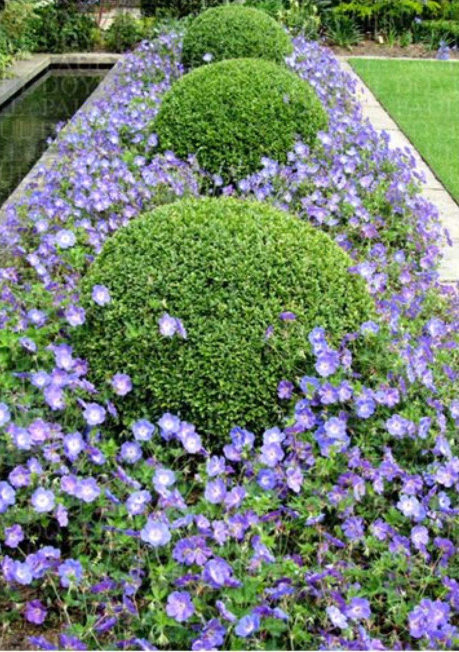 Герань гибридная Розанна