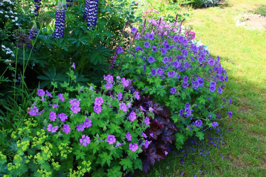 Герань гибридная Brookside