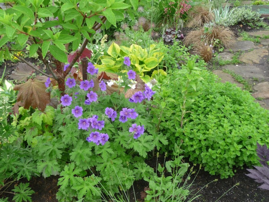 Герань гималайская Альба