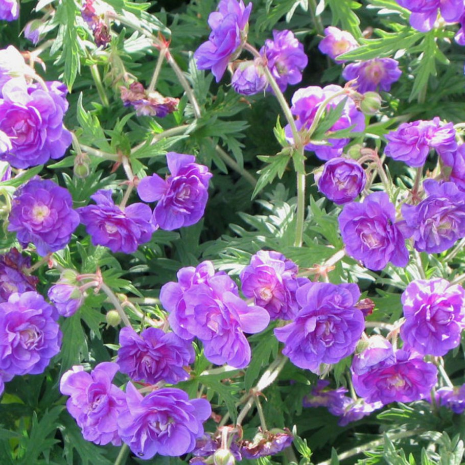 Герань гималайская махровая