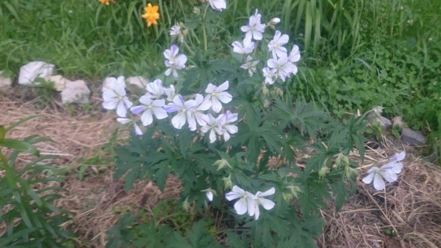 Герань Луговая Сплиш Сплэш