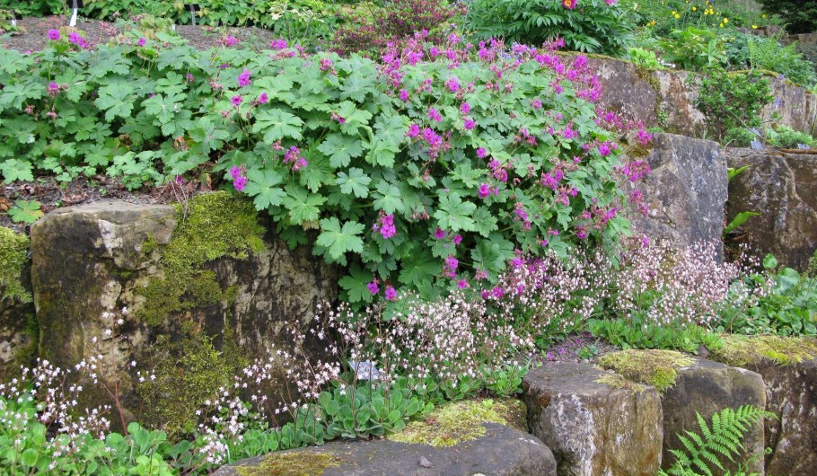Герань Садовая почвопокровная