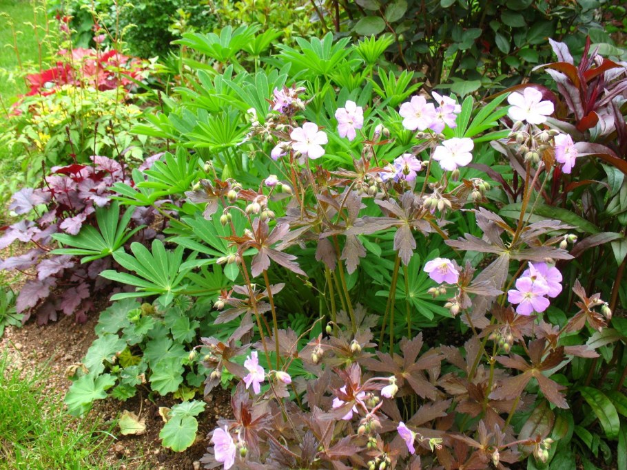 Герань Элизабет Энн