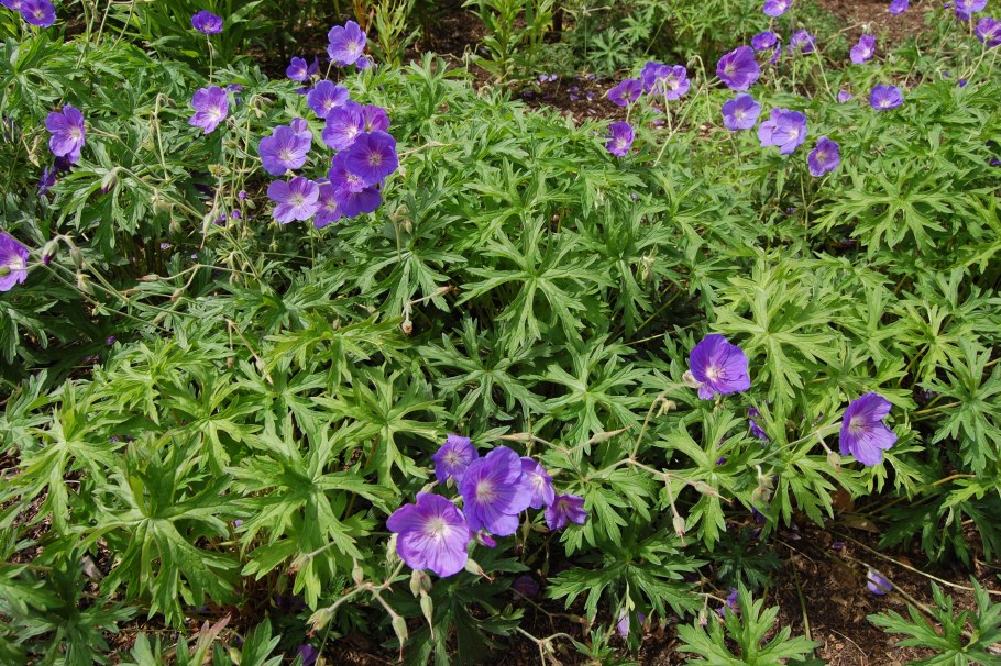 Герань гибридная Ореон