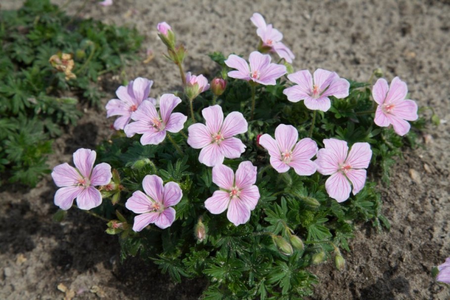 Герань Садовая стриатум