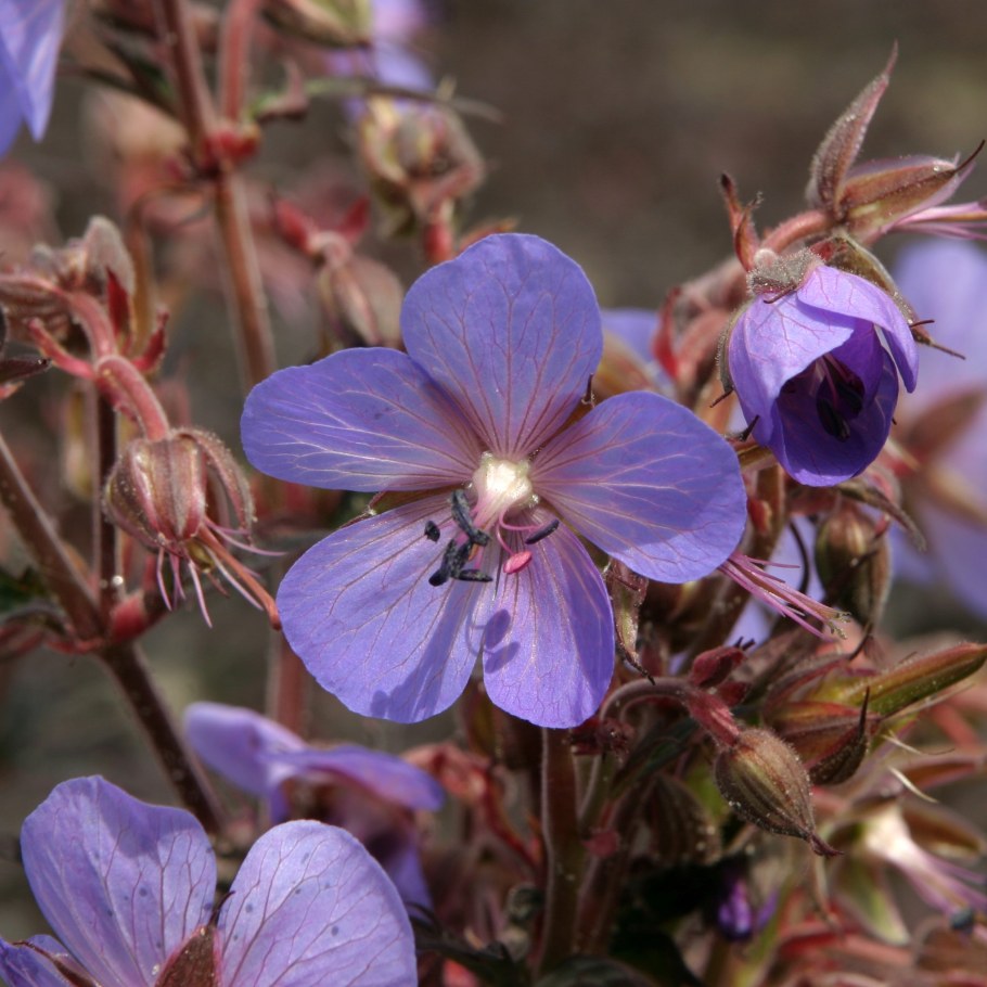 Герань Hocus Pocus