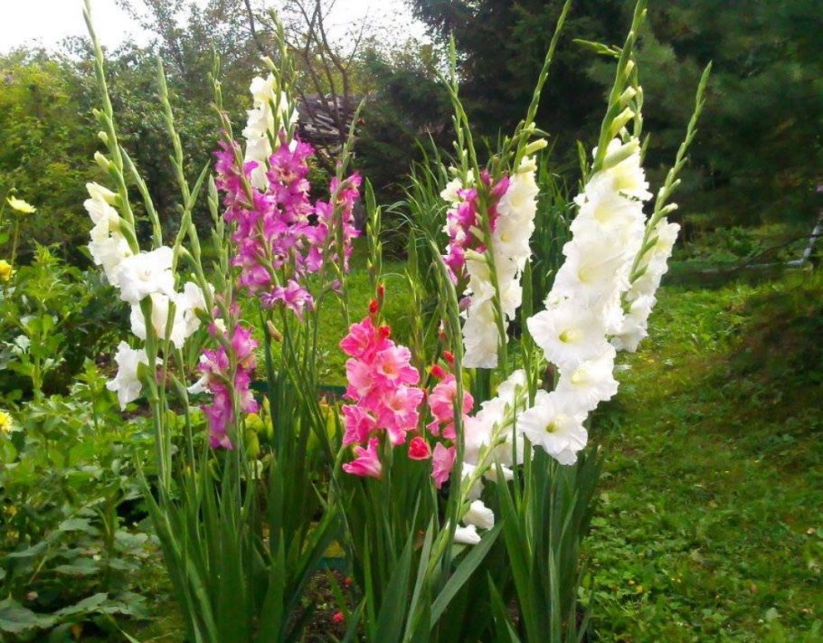 Гладиолус мелкоцветковый