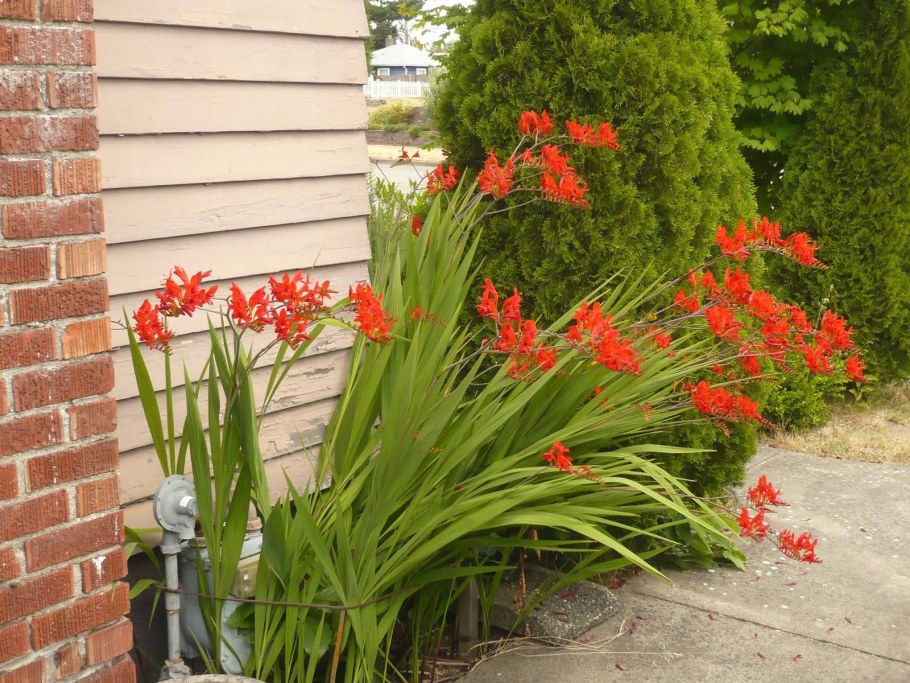 Гладиолус крокосмия