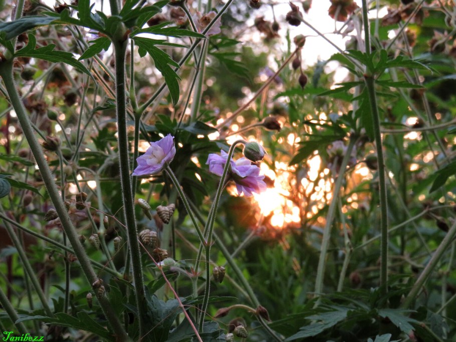 Цветы Марфино