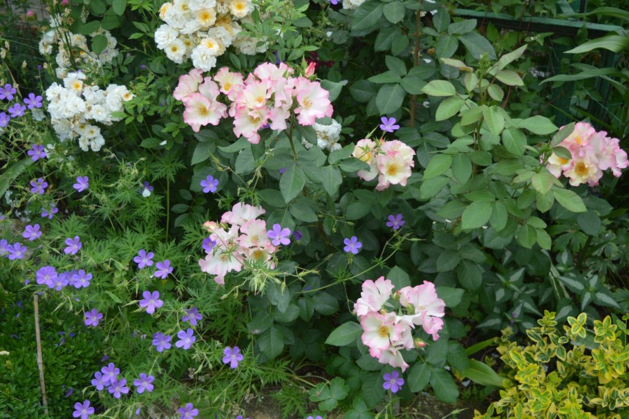 Герань Садовая с розами