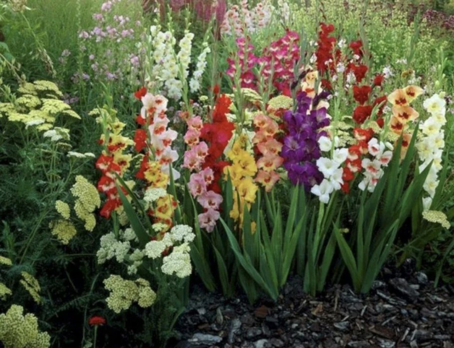 Гладиолус Liatris