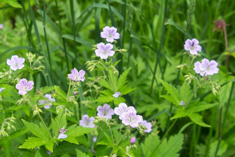 Герань Луговая Alba