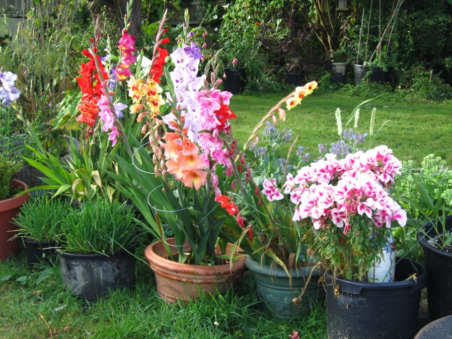 Гладиолус Гламини