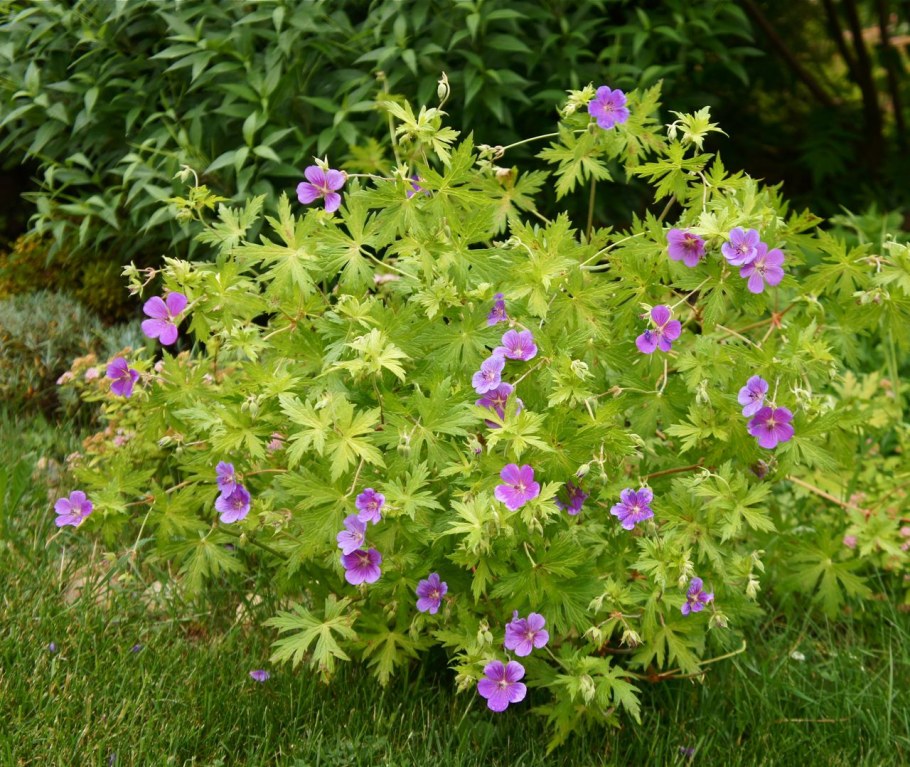 Герань Summer Skies