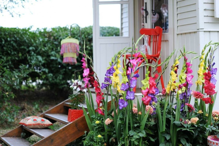 Гладиолусы с петуньями