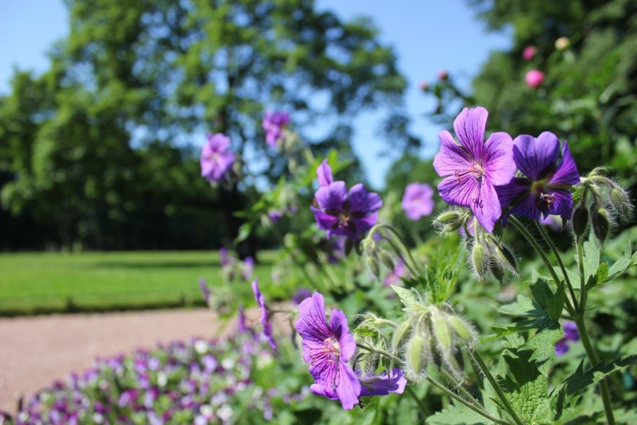 Герань Садовая Гюссепии