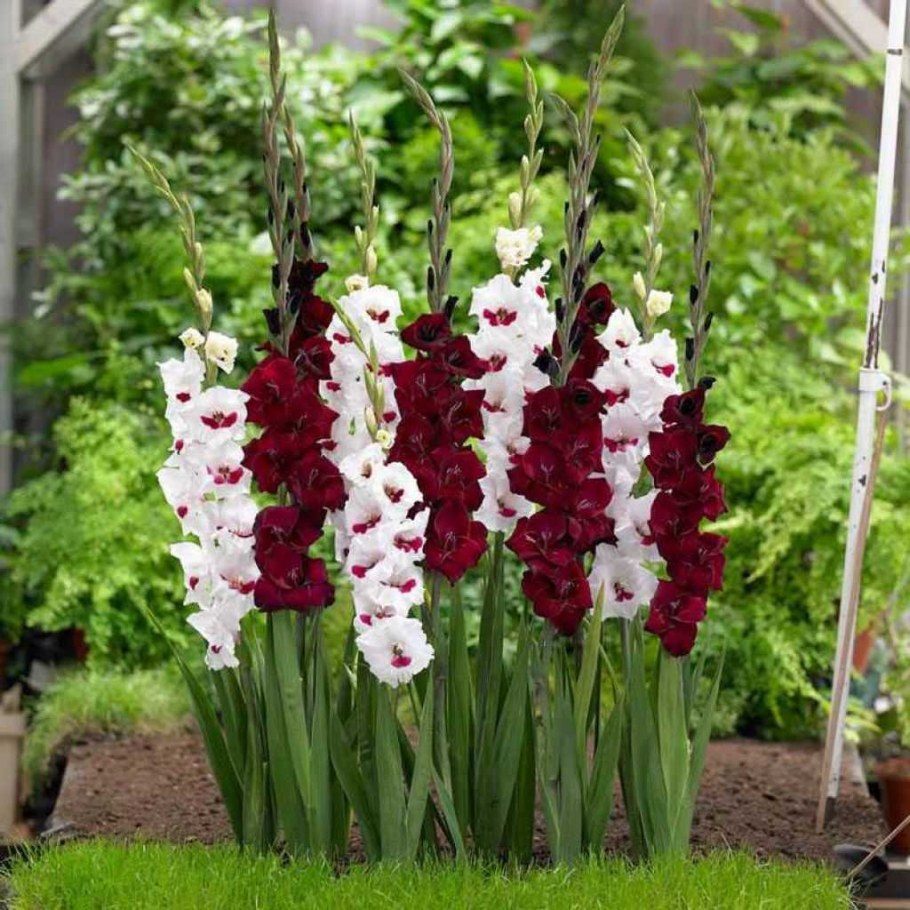 Гладиолус Десизио