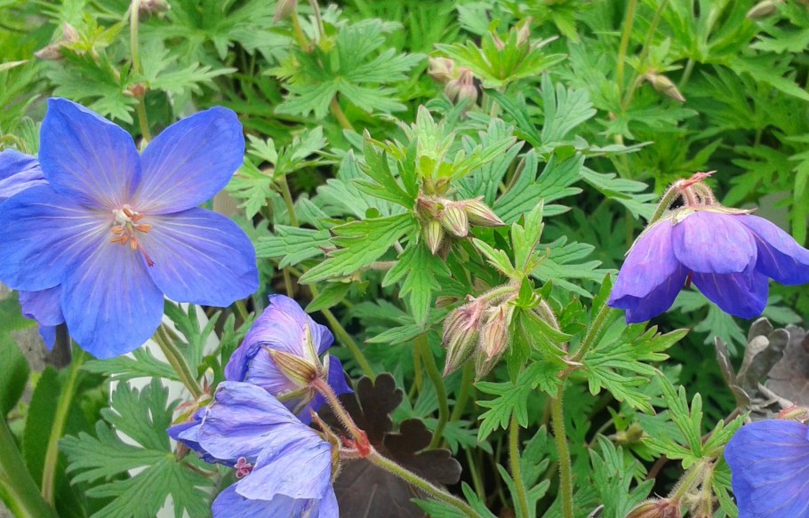 Герань гималайская Кайя
