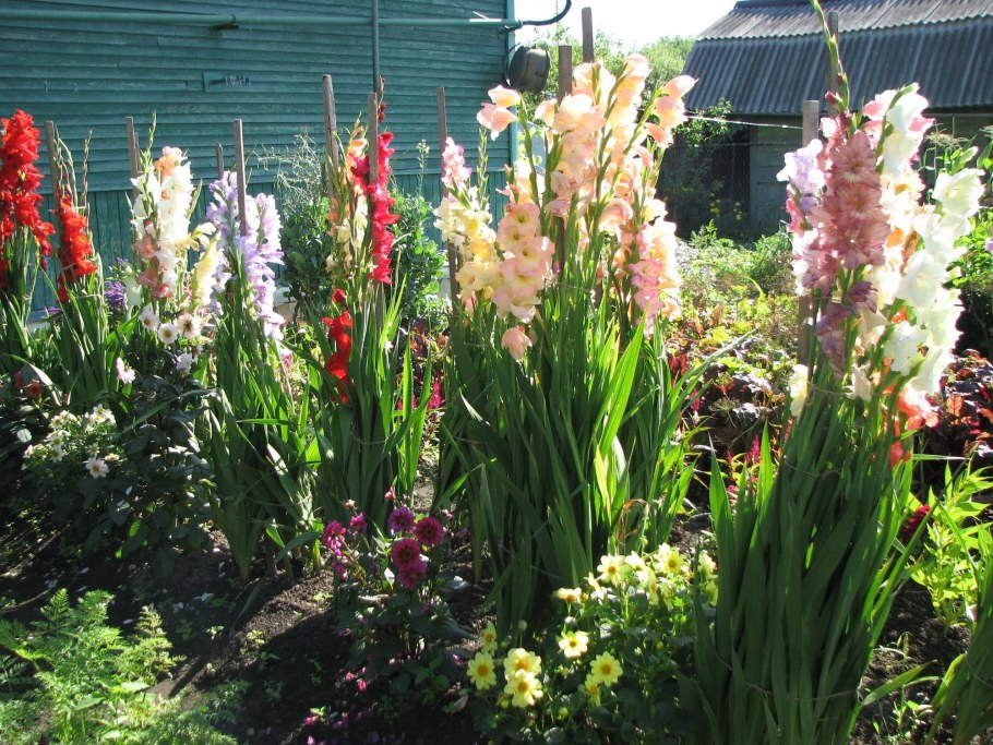 Клумба георгины и гладиолусы