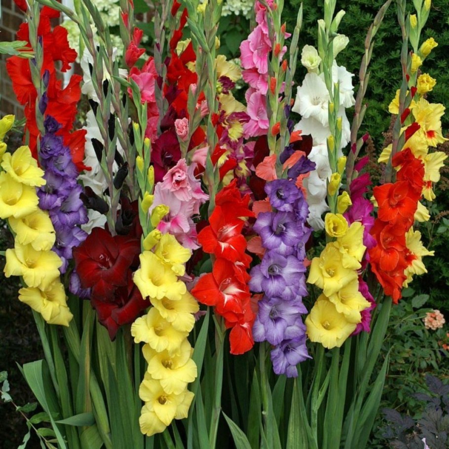 Гладиолус микс